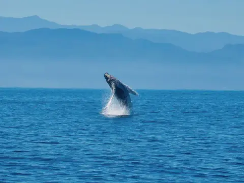 Humpback whale breaching in front of hazy blue hills