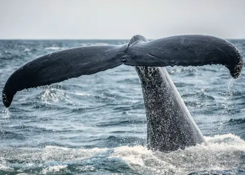 Close view of a humpback's tail