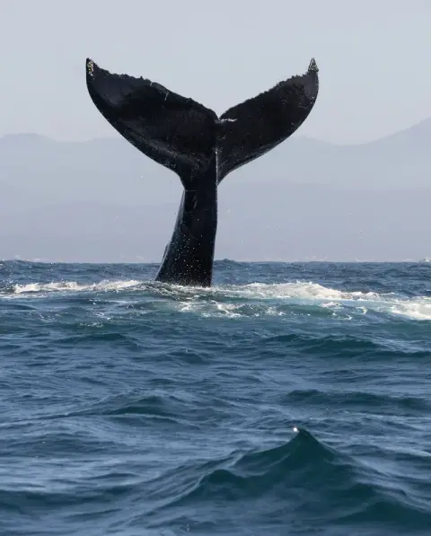 Humpback fluke above a dark blue sea