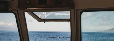 View from a small boat's wheelhouse towards a distant whale