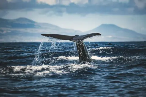 Humpback tail lifting out of the sea, water pouring off it